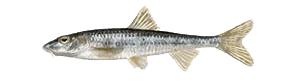 Пескарь